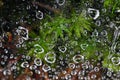 Dew on a spider web Royalty Free Stock Photo