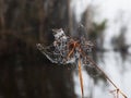 Dew Spider Web Royalty Free Stock Photo