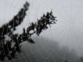 Fresh morning dew on Spider web Royalty Free Stock Photo