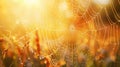 Dew on spider web with golden sunlight Royalty Free Stock Photo