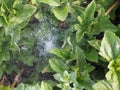 Dew spider web Royalty Free Stock Photo