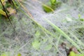 Dew spider web ground cover Royalty Free Stock Photo