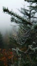 Dew on spider web with pine branches in the misty forest Royalty Free Stock Photo