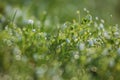 Dew on a spring grass and little white flowers Royalty Free Stock Photo