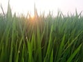 dew sticks to rice leaves in rice field at morning sunrise Royalty Free Stock Photo