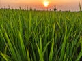 The dew that sticks to the rice plants in the morning Royalty Free Stock Photo