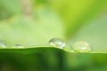 dew on taro leaves, liquid reflection, beautiful macro photos, background wallpaper