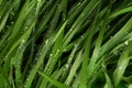 Dew on Thick Green Grass