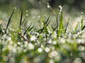 Dew on the top of the grass