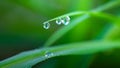 Dew at the top of the leaves in the rainy season Royalty Free Stock Photo