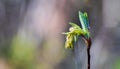 Dew water covered fresh spring seedling flower bud emerging