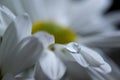 Dew water drop on daisy Royalty Free Stock Photo