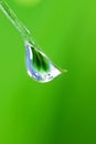 Dew water drop on grass macro Royalty Free Stock Photo