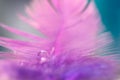 Dew or water drop on a purple feather, turquoise background. Delicate beautiful abstract macro. Festive background. Selective soft Royalty Free Stock Photo