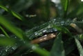 Dew, water droplets, dew drops, grass, nature, vinegar, morning, rainy morning, morning dew