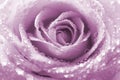 Dew or water droplets on petal of beautiful rose flower lilac color. Floral nature background. Macro shot Royalty Free Stock Photo