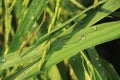 Dew water drops on green grass back lit by morning sun.Nature Background.Selective focus on dew water drops Royalty Free Stock Photo
