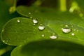 Dew water drops on green grass leaf close up Royalty Free Stock Photo