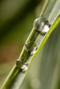 Dew water drops on green grass leaf close up Royalty Free Stock Photo