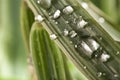 Dew water drops on green grass leaf close up Royalty Free Stock Photo