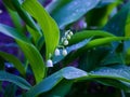 Dew, water drops on the leaves of Convallaria majalis common Lily of the valley Royalty Free Stock Photo