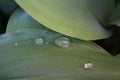 Dew, water drops on the leaves of Convallaria majalis common Lily of the valley Royalty Free Stock Photo