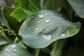 Dew, water drops on the leaves of Convallaria majalis common Lily of the valley Royalty Free Stock Photo