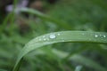 Dew, water drops on the leaves of Convallaria majalis common Lily of the valley Royalty Free Stock Photo
