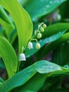 Dew, water drops on the leaves of Convallaria majalis common Lily of the valley Royalty Free Stock Photo