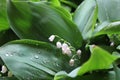 Dew, water drops on the leaves of Convallaria majalis common Lily of the valley Royalty Free Stock Photo