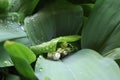 Dew, water drops on the leaves of Convallaria majalis common Lily of the valley Royalty Free Stock Photo