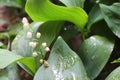 Dew, water drops on the leaves of Convallaria majalis common Lily of the valley Royalty Free Stock Photo