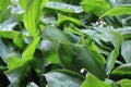 Dew, water drops on the leaves of Convallaria majalis common Lily of the valley Royalty Free Stock Photo