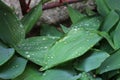 Dew, water drops on the leaves of Convallaria majalis common Lily of the valley Royalty Free Stock Photo