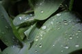 Dew, water drops on the leaves of Convallaria majalis common Lily of the valley Royalty Free Stock Photo