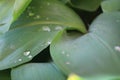 Dew, water drops on the leaves of Convallaria majalis common Lily of the valley Royalty Free Stock Photo