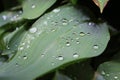 Dew, water drops on the leaves of Convallaria majalis common Lily of the valley Royalty Free Stock Photo