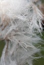 Dew water drops on parachutes dandelion macro. Soft green background. Soft focus on water droplets Royalty Free Stock Photo