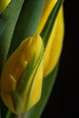 Dew water drops on a yellow petal flower Royalty Free Stock Photo