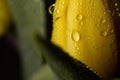 Dew water drops on a yellow petal flower Royalty Free Stock Photo