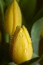 Dew water drops on a yellow petal flower Royalty Free Stock Photo