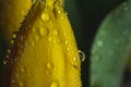 Dew water drops on a yellow petal flower Royalty Free Stock Photo