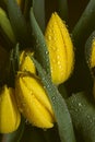 Dew water drops on a yellow petal flower Royalty Free Stock Photo