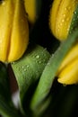 Dew water drops on a yellow petal flower Royalty Free Stock Photo