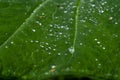 Waterdrops on leaves