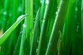 Dew on wheat stalks Royalty Free Stock Photo