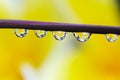 Dew and yellow flowers, dew on the branches with yellow flowers in the morning Royalty Free Stock Photo