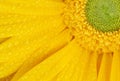 Dew on yellow gerbera Royalty Free Stock Photo