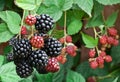 Dewberries on a shrub. Royalty Free Stock Photo