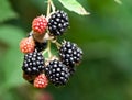 Dewberries on a shrub. Royalty Free Stock Photo